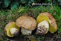 Hemileccinum impolitum-amf306